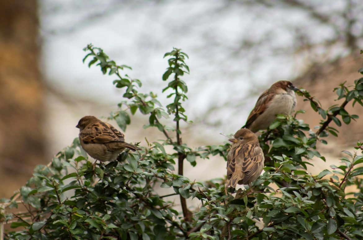 Die Vogelwelt im eigenen Garten: Erkennen, fördern und genießen