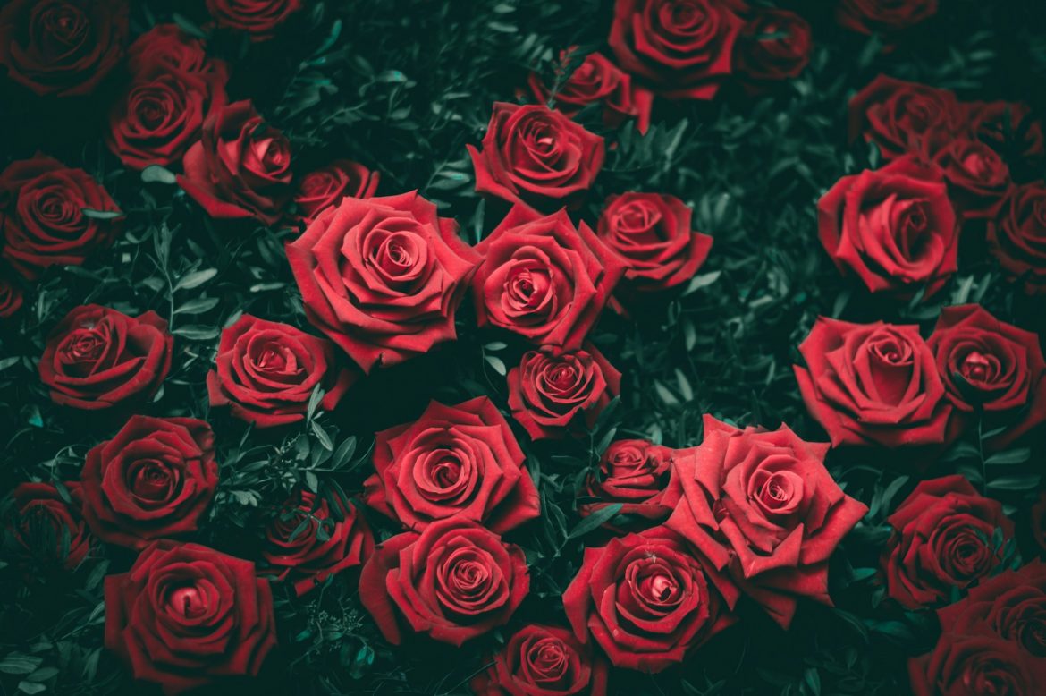 Die Rose: Ein Zusammenspiel aus Pflege und perfekter Geometrie
