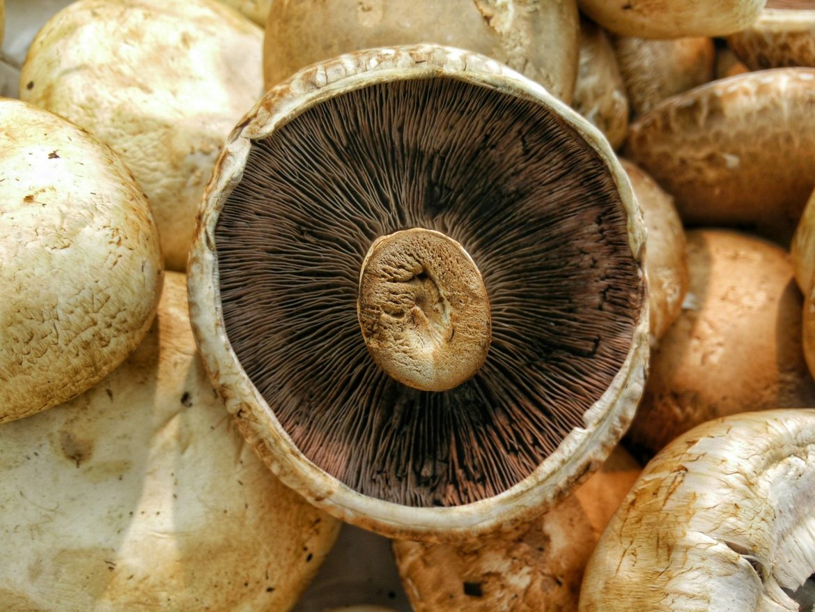 Pilze in der Küche: Von der richtigen Zubereitung bis zum perfekten Steak
